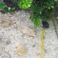 اکواریوم شیشه خم ارتفاع 40 طول 50|ماهی|پرند, فاز ۴|دیوار