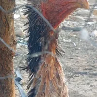 مرغ لاری اصل نژاد