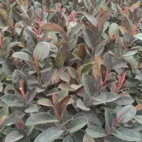 فروش عمده|گل و گیاه طبیعی|محلات, |دیوار