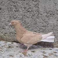 بوم کبوتر رنگی،پرشی،نقشی|پرنده|اصفهان, بوستان ناژوان|دیوار