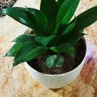 گل سانسوریا پاکوتاه