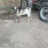 گوساله ماده