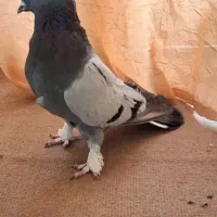 یک جفت کبوتر