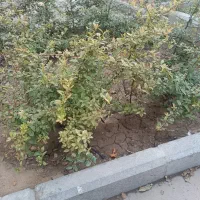خونه فروشی متراژ ۷۰۰ متر|فروش خانه و ویلا|مشهد, ترمینال|دیوار