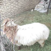 گوسفند بره نر