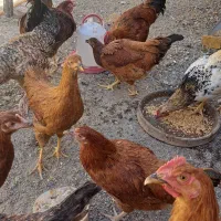 مرغ خروس|حیوانات مزرعه|کرج, کمال‌شهر|دیوار