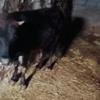 گاو گوساله نر|حیوانات مزرعه|جوانرود, |دیوار