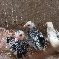 سیبرایت ۴ماهه|حیوانات مزرعه|رشت, عینک|دیوار