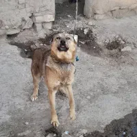 سگ نگهبان|سگ|فیروزه, |دیوار