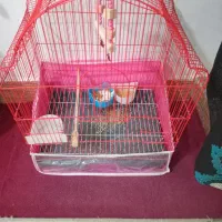 عروس هلندی|پرنده|تبریز, |دیوار