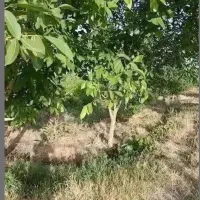 جنگل ۱۰۰۰متری انواع درخت