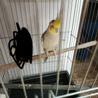عروس هلندی نر تک
