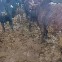 گوساله چاق تانک تانک