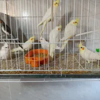 سلام دوستان تعدادی عروس هلندی لوتینو