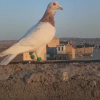 دوعددنرقلدور