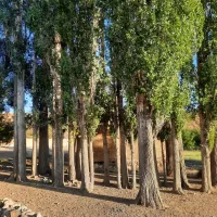 چوب صنوبر درجه یک (قیمت توافقی)