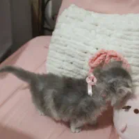 گربه سوپرفلت پرشین|گربه|رشت, کوی حسینی|دیوار