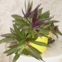 فروش|گل و گیاه طبیعی|ارومیه, |دیوار