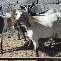 فروش ۴عددکهرنر ۹ ۱۰ کیلویی