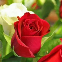 زمین-کشاورزی-ساوجبلاغ