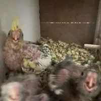 جفت عروس‌هلندی با سه جوجه