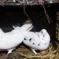 کبوت|پرنده|املش, |دیوار