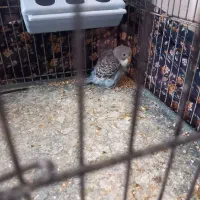 فروش مرغ عشق مولد و انگلیسی|پرنده|تکاب, |دیوار