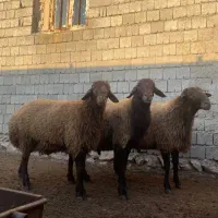 گوسفند قوچ|حیوانات مزرعه|دیواندره, |دیوار