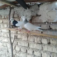 باسلام سه جفت طوقی کرمانشاهی عالی ویه سینه سیاه اس