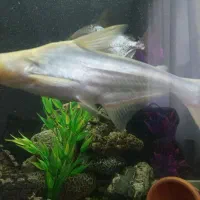 ماهی آکواریومی