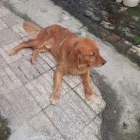 سگ شکاریه گلدن