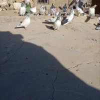 کفتر یا کبوتر برای نگه داری|پرنده|ملایر, |دیوار