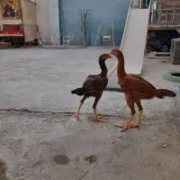 شیتزو با نمک لاری|سگ|گرمسار, |دیوار