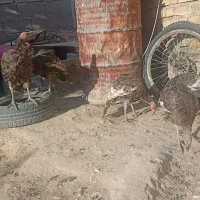 بوقلمون|حیوانات مزرعه|فسا, |دیوار