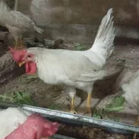 خروس