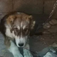 توله الابای 6ماه|سگ|گنبد کاووس, |دیوار