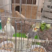 عروس هلندی مولد