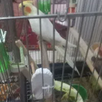 فروش عروس هلندی|پرنده|صدرا-فارس, فاز ۲|دیوار