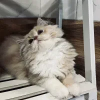 جفت گیری ماده|گربه|گرگان, |دیوار