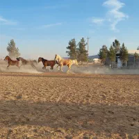 پانسیون اسب