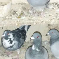 کبوتر|پرنده|مشهد, پارک کوهستان|دیوار