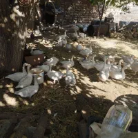 غاز همگی سرحال و اورگانیک|حیوانات مزرعه|روانسر, |دیوار
