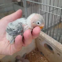 فروش جوجه کوتوله