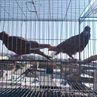 کفتر. گرفتنی|پرنده|سبزوار, کهنه آب|دیوار