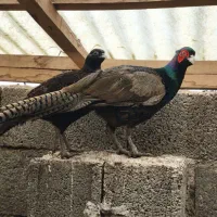 مرغ خروس زیبا|حیوانات مزرعه|سنگر, |دیوار