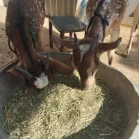 بز و بزغاله صلاصه عربی|حیوانات مزرعه|ایذه, |دیوار