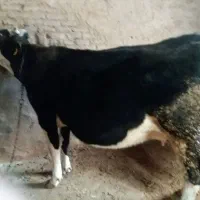 گاو شیری آبستن چهارمین شکم