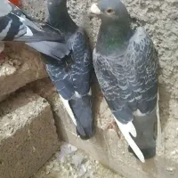 کبوتر پلاکی