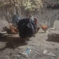 بوقلمون نروماده|حیوانات مزرعه|ملایر, |دیوار