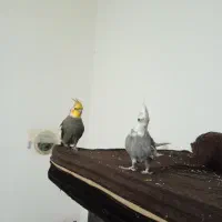 دو جفت عروس هلندی بالغ